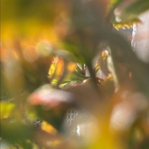 Meet your Posher, Amanda Chevere